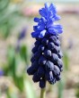 Muscari latifolium.jpg